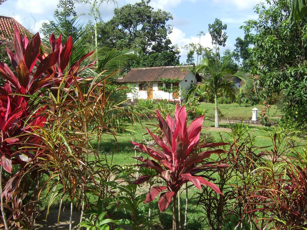 Guesthouse Rumah Senang Kalibaru Εξωτερικό φωτογραφία